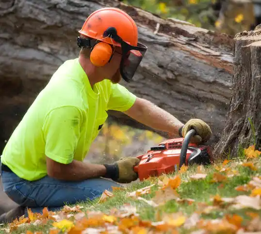 tree services Magdalena